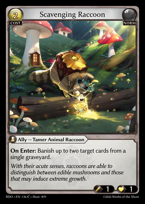 Scavenging Raccoon